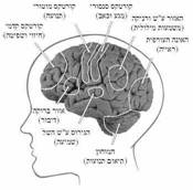 קליפת המוח