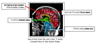 מוח